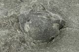 Enrolled Presbynelius ibexensis Trilobite - Fillmore Formation #268944-1